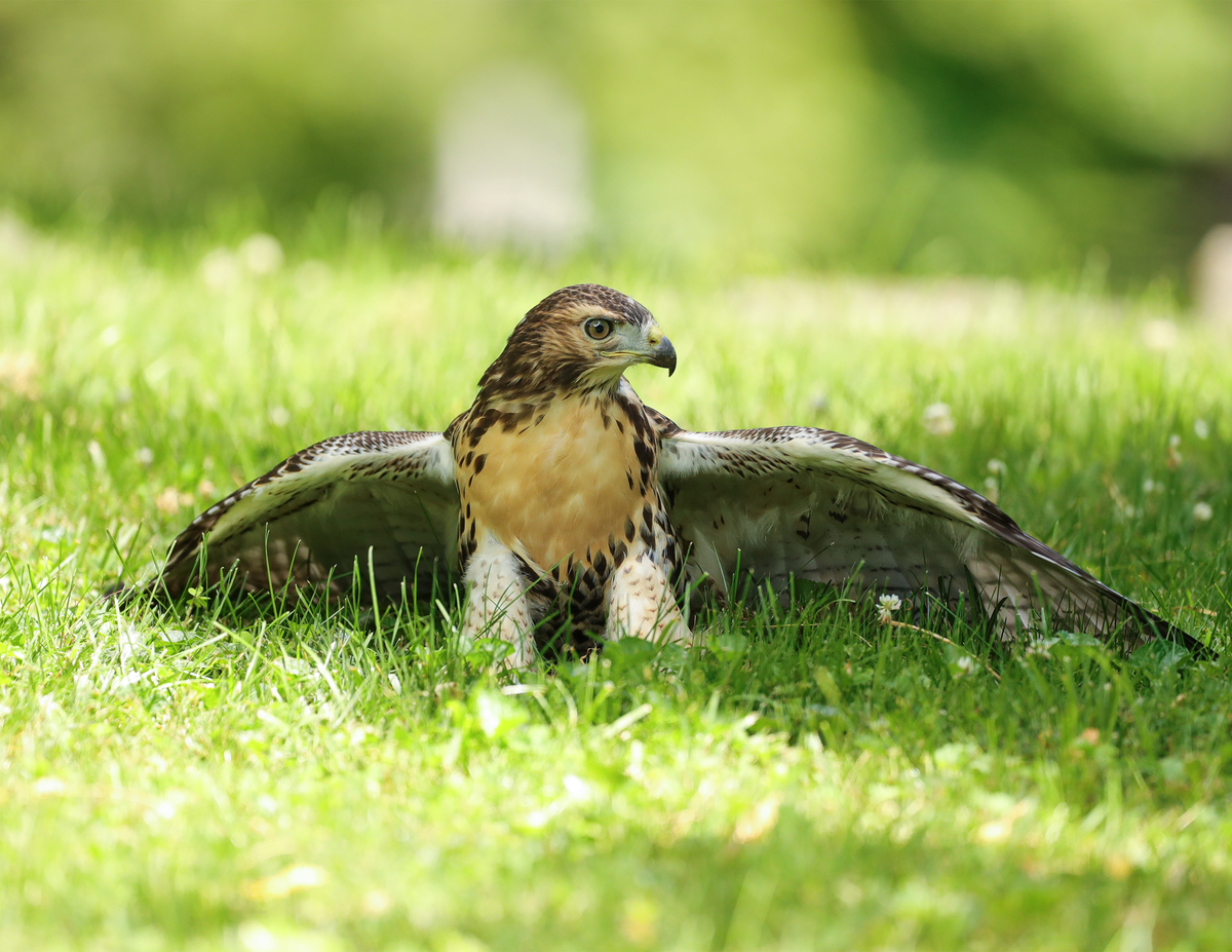 a bird sitting on the ground with its wings outspread